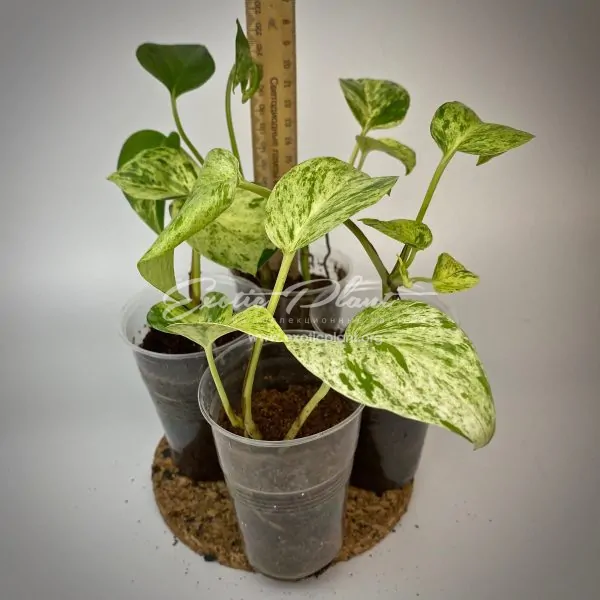 Epipremnum aureum Big golden splash