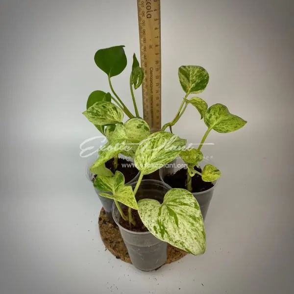 Epipremnum aureum Big golden splash