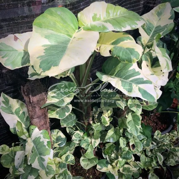 epipremnum sp cv Wow big and wave leave