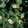 euphorbia dwarf form Snow Cup / молочай карликовая форма Сноу Кап (Снежный кубок)