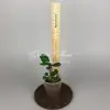 euphorbia dwarf form Snow Cup / молочай карликовая форма Сноу Кап (Снежный кубок)