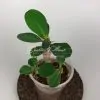 euphorbia dwarf form Snow Cup / молочай карликовая форма Сноу Кап (Снежный кубок)