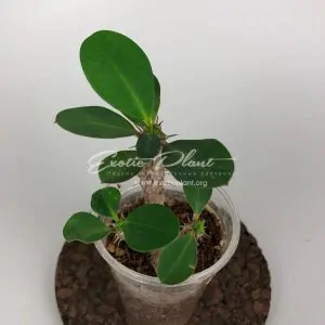 euphorbia dwarf form Snow Cup / молочай карликовая форма Сноу Кап (Снежный кубок)