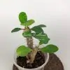 euphorbia dwarf form Snow Cup / молочай карликовая форма Сноу Кап (Снежный кубок)