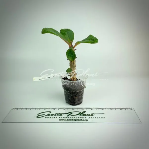 euphorbia Pink Miracle
