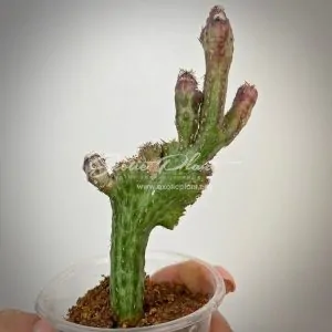 euphorbia sp cristated