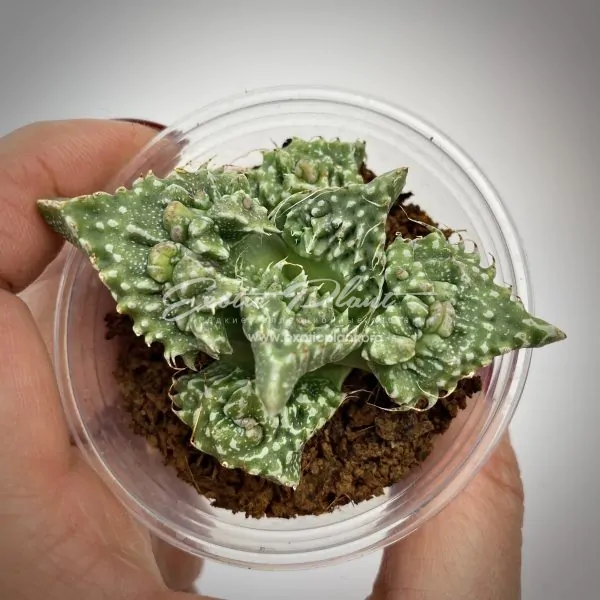 Faucaria felina tuberculosa