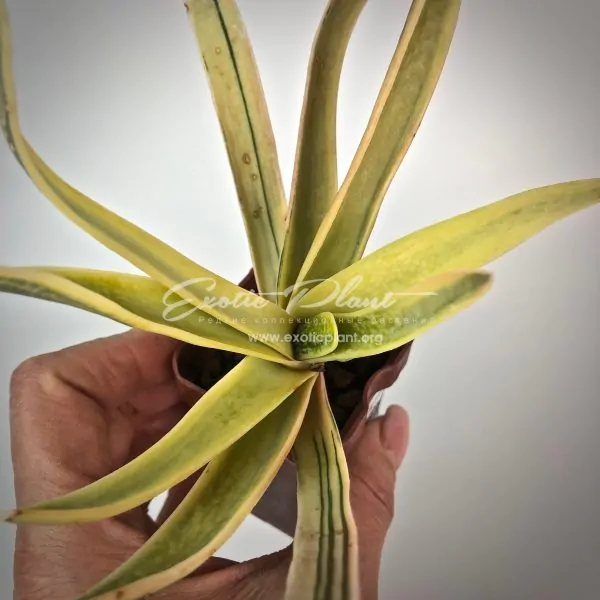 gasteria bicolor x carinata variegated