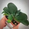 Gasteria brachyphylla v. bayeri