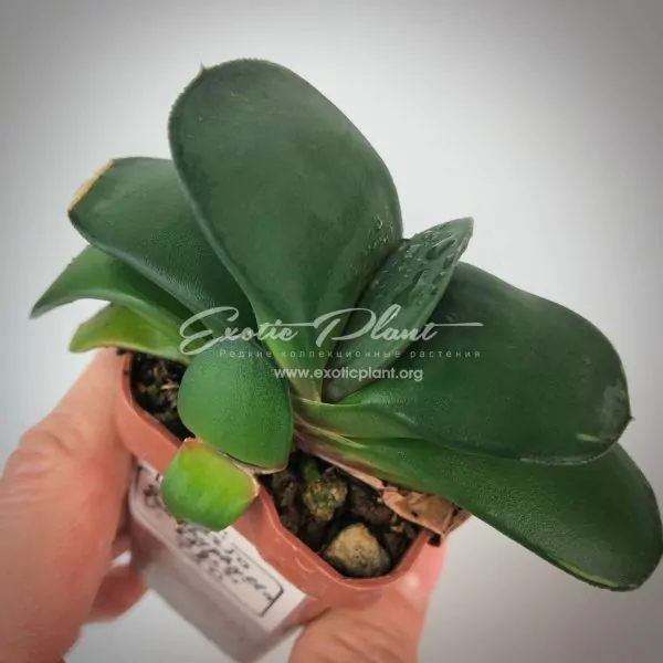 Gasteria brachyphylla v. bayeri