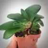 Gasteria brachyphylla v. bayeri