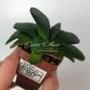 Gasteria brachyphylla v. bayeri