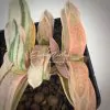 Gasteria nigricans v. marmorata Гастерия нигриканс мармората