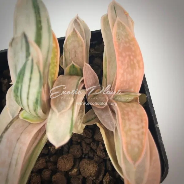 Gasteria nigricans v. marmorata Гастерия нигриканс мармората