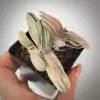 Gasteria nigricans v. marmorata Гастерия нигриканс мармората