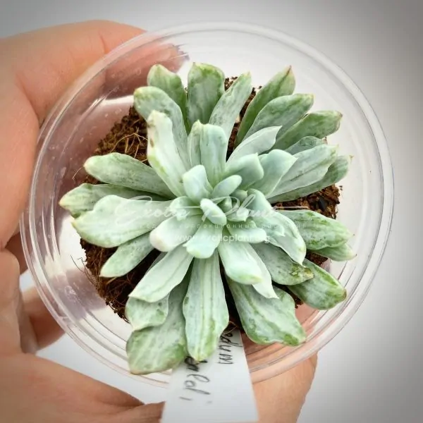 Graptosedum Francesco Baldi mutation variegated