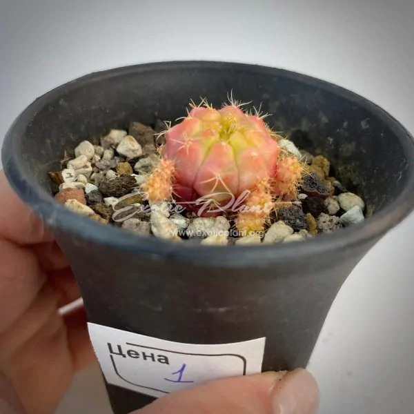 Gymnocalycium damsii variegated