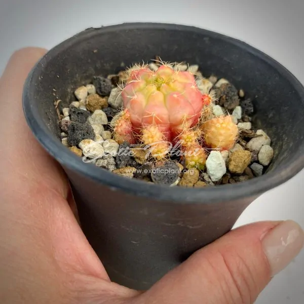 Gymnocalycium damsii variegated