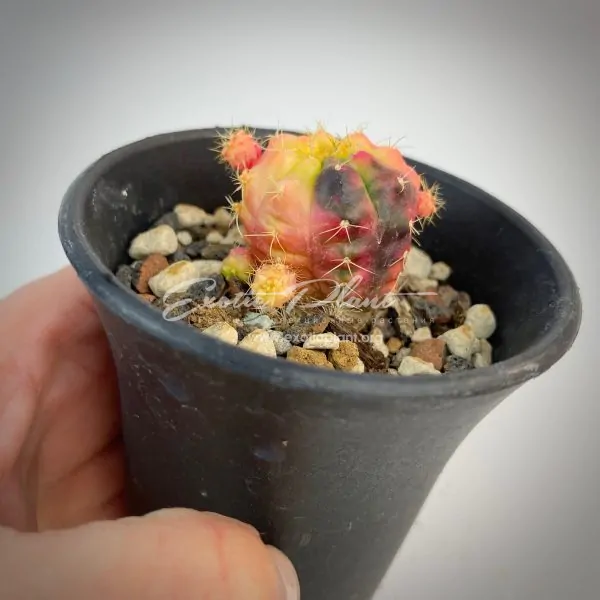 Gymnocalycium damsii variegated