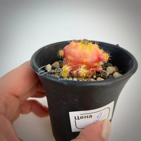 Gymnocalycium damsii variegated