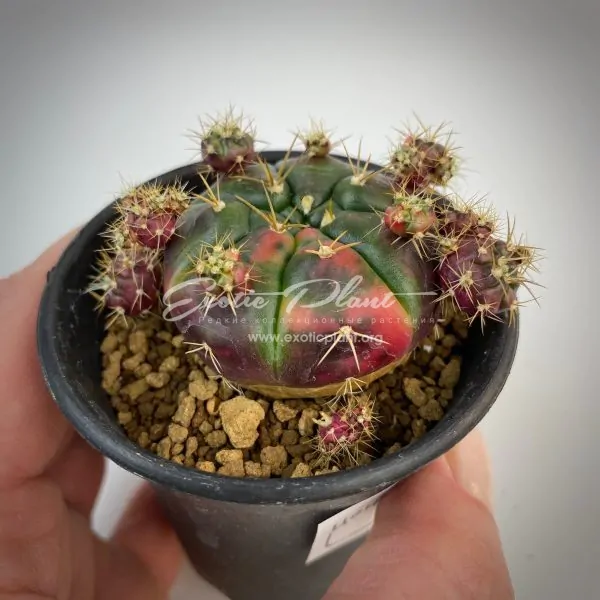 Gymnocalycium damsii variegated