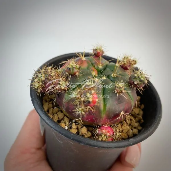 Gymnocalycium damsii variegated