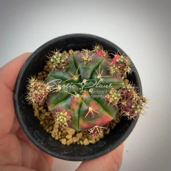 Gymnocalycium damsii variegated