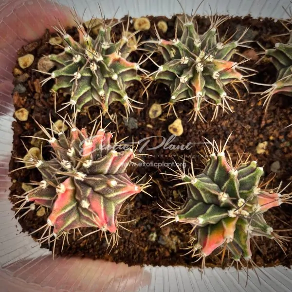 Gymnocalycium mihanovichii variegated