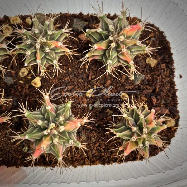 Gymnocalycium mihanovichii variegated