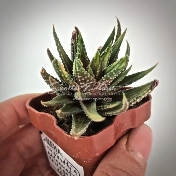 haworthia attenuata variegated