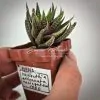 haworthia attenuata variegated