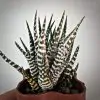 haworthia cv Shiro Yuki variegata хавортия Широ Юки вариегатная