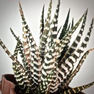 haworthia cv Shiro Yuki variegata хавортия Широ Юки вариегатная