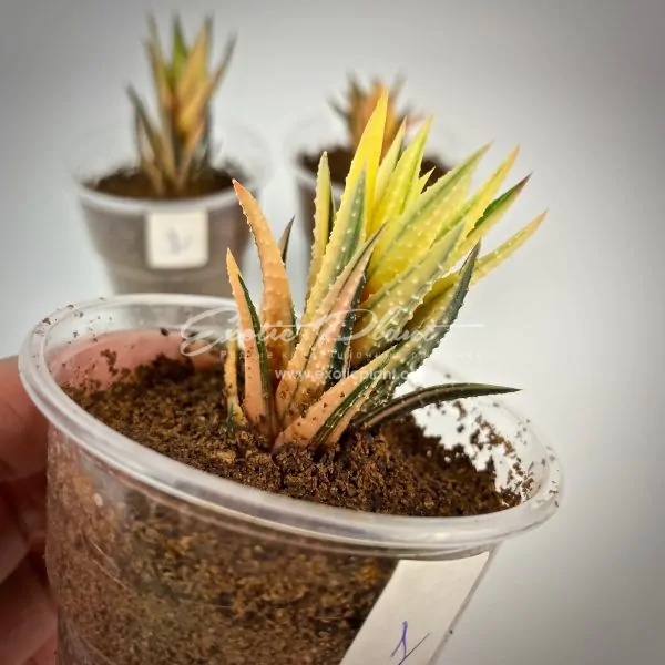 haworthia reinwardtii variegated