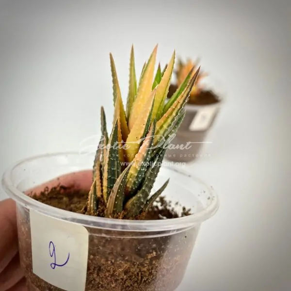 haworthia reinwardtii variegated