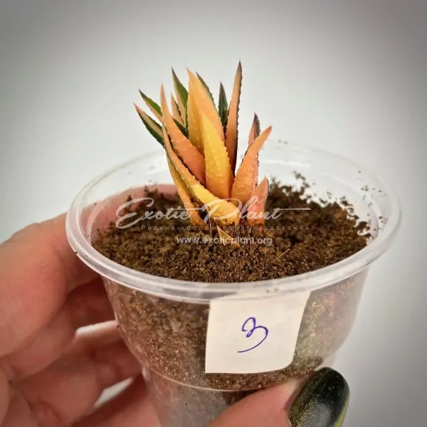 haworthia reinwardtii variegated