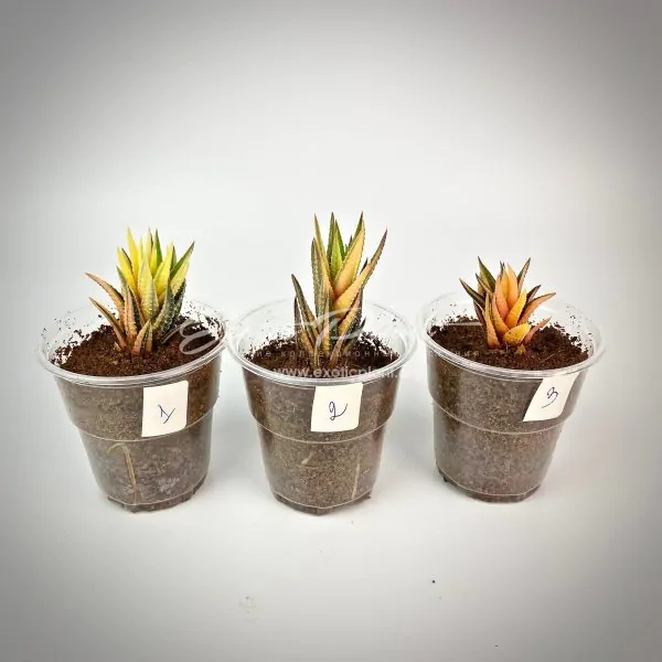 haworthia reinwardtii variegated