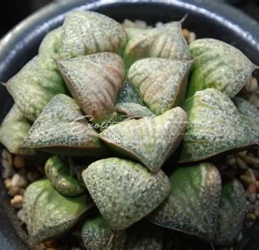 78 haworthia splendens Hwagyu ex Japan