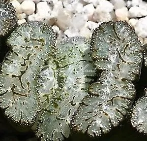 80 haworthia truncata Fangi ex Japan