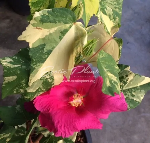 Hibiscus mutabilis variegated#2