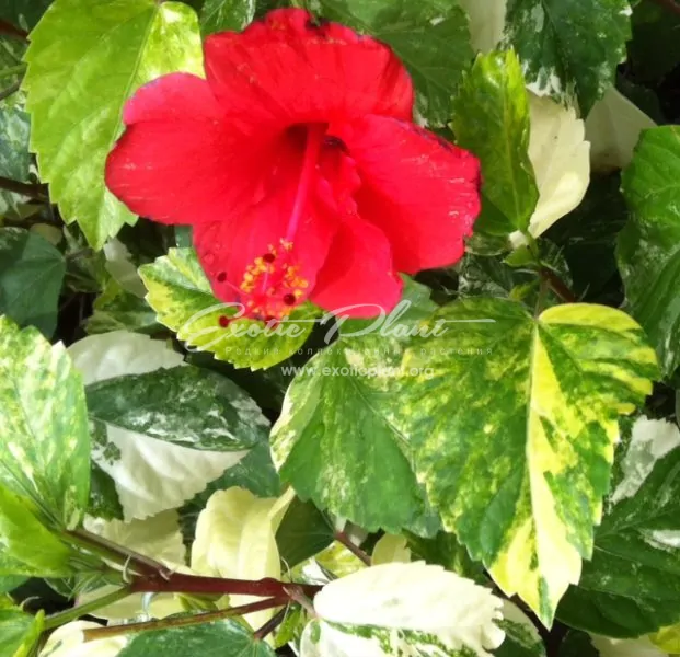 Hibiscus rosa-sinensis (yellow variegated)