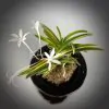 neofinetia Kinboshi ??