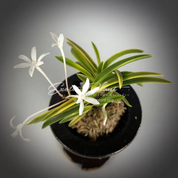 neofinetia Kinboshi ??