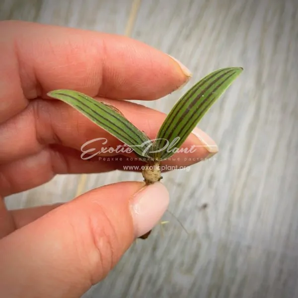 ledebouria cooperi