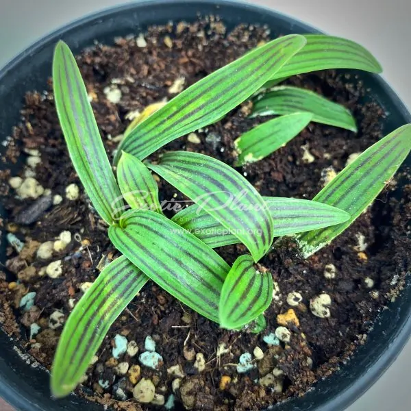 ledebouria cooperi
