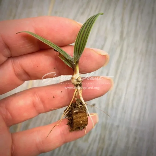 ledebouria cooperi