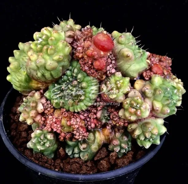 Mammillaria bocasana FRED №2/ маммиллярия бокасана Фред