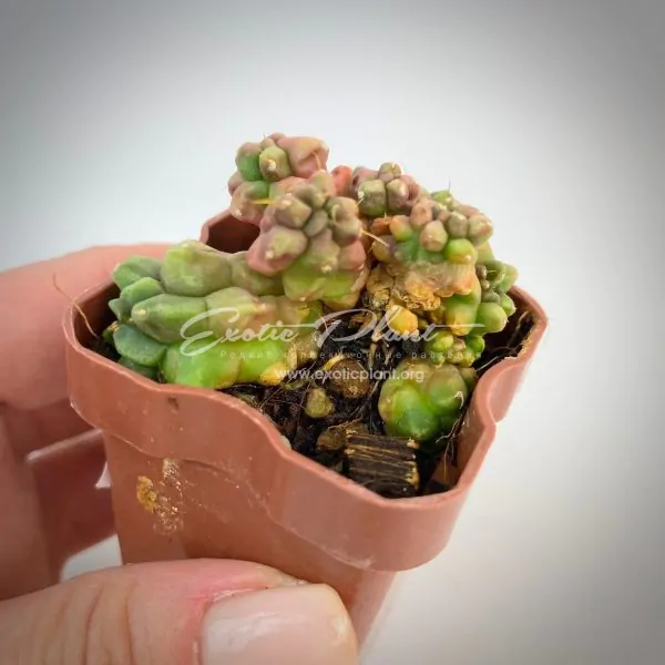 Mammillaria bocasana FRED №2/ маммиллярия бокасана Фред