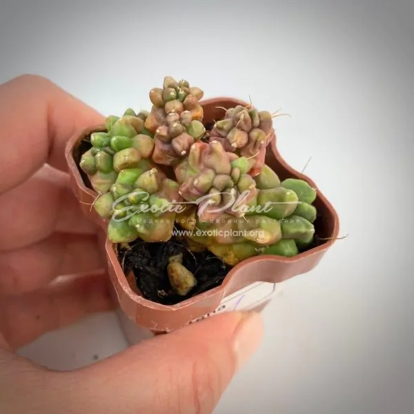 Mammillaria bocasana FRED №2/ маммиллярия бокасана Фред