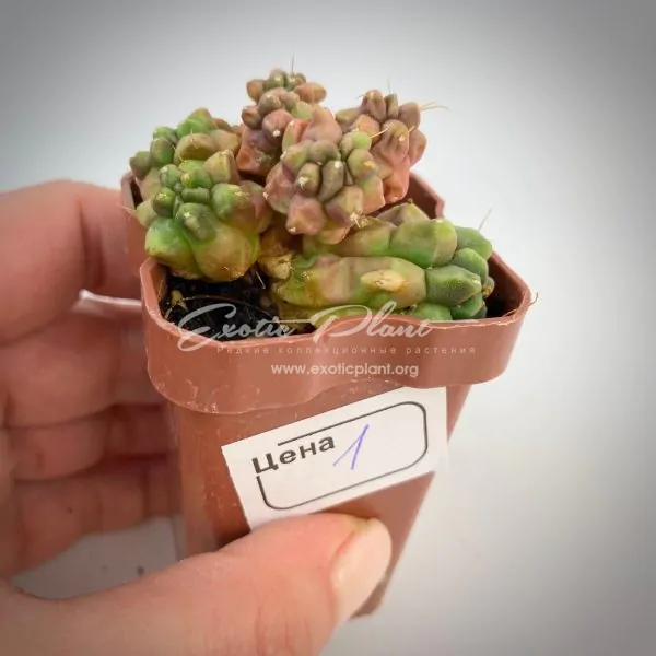 Mammillaria bocasana FRED №2/ маммиллярия бокасана Фред